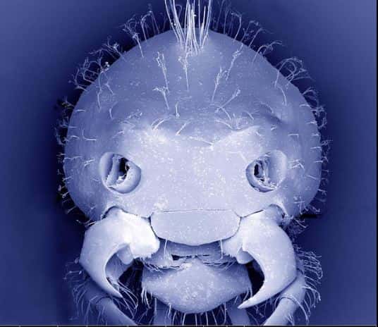 Vue frontal d’une tête de coléoptère, dont les antennes ont été enlevées (sur l’image, les trous laissés par l’ablation des antennes ressemblent à des yeux de monstre). Il appartient à l’espèce <em>Paussus favieri</em>. L’image a été agrandie 250 fois. © FEI, Flickr