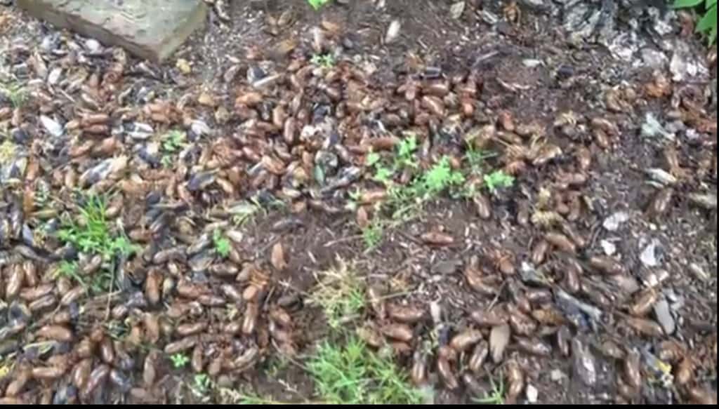 Le jardin de la maison de Sherry DelGaudio, dans le Connecticut. Il a été envahi par des milliers de cigales qui, après avoir laissé leurs exuvies sur le sol ont migré dans les arbres. © Capture d'écran, Patch TV