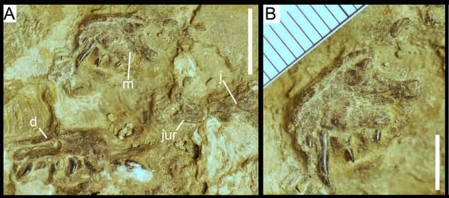 Un embryon de <em>Torvosaurus </em>découvert au Portugal. Sur l'image A, on peut observer son maxillaire droit (m), sa dentition (d) et l'os malaire (j) et (jur). La barre d'échelle est de 10 mm. L'image B est un zoom sur le maxillaire droit de l'embryon. La barre d'échelle est de 5 mm. © Ricardo Araújo <em>et al</em>., <em>Scientific Reports</em>