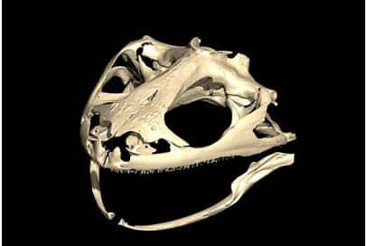 Visualisation 3D du crâne de <em>Latonia nigriventer </em>(HUJ-R-544). © Renaud Boistel, CNRS-IPHEP