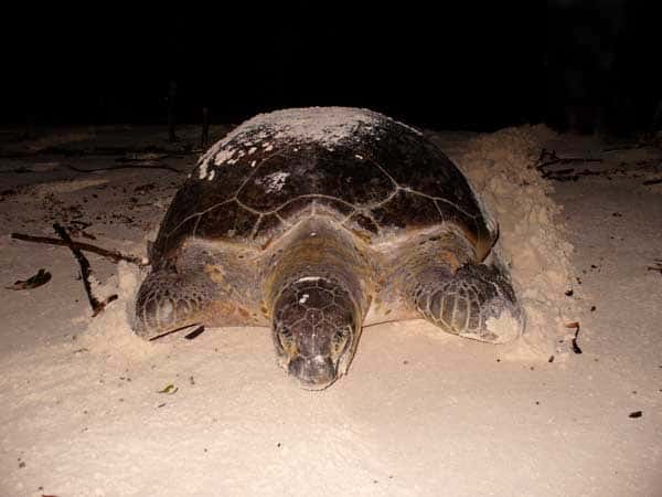 La tortue verte peut pondre tous les trois à six ans, sur la plage où elle est née. Une couvée contient en moyenne une centaine d'œufs. © Copleys, Dinosoria, GNU 1.2