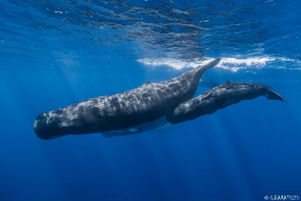 La plongée typique d'un cachalot dure en moyenne 35 mn, période durant laquelle le mammifère atteint environ 400 m de profondeur. © Réunion Underwater Photography, Flickr, cc by sa 2.0