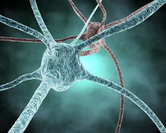 Lors de la mémorisation, les synapses se renforcent. Ce processus est arbitré par la protéine ARC. © juliendn, Flickr, cc by nc sa 2.0