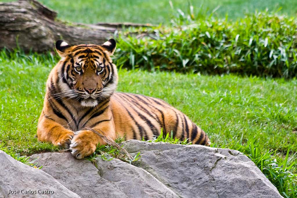 Le tigre de Sumatra est la seule sous-espèce survivante sur l'île indonésienne. Il est classé depuis 2008 comme espèce en danger critique d'extinction par l'UICN. © Jose Carlos Castro, Flickr, cc by nc 2.0