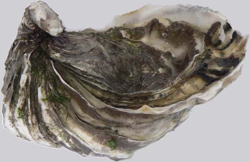 L'huître du Pacifique (<em>Crassostrea gigas</em>), appelée également huître creuse, est originaire du nord-ouest du Pacifique. Aujourd'hui introduite dans un grand nombre de régions du monde, elle est pour nous la plus commune des huîtres, que l’on trouve par exemple à l'île d'Oléron. © Kevmin, Wikipédia, GNU 1.2