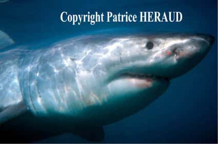 <br />Sensibiliser le public pour que le grand requin blanc ne figure jamais au rang des espèces disparues...