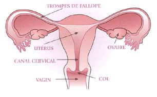 <br />Schéma du col de l'utérus