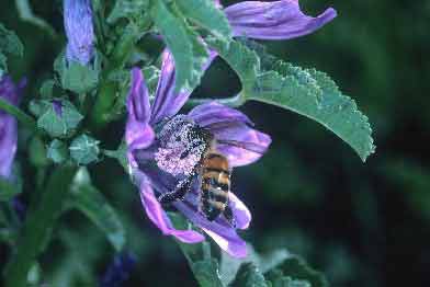 <br />Abeille domestique (Apis mellifera) en train de <br />récolter du nectar sur une fleur de mauve<br />&copy; INRA / N. Morison 