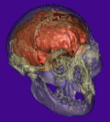 <br />Photo de la reconstitution du cerveau de LB1 réalisée par Dean Falk et son équipe. 