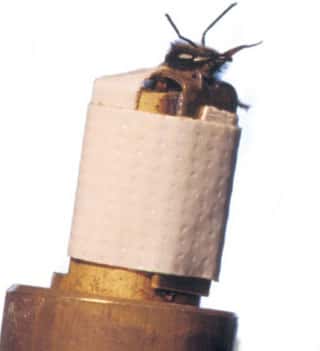 <br />Une abeille ayant appris qu'une odeur est suivie d'une récompense sucrée tire la langue (le proboscis) à la présentation de l'odeur elle-même.&copy; E. Perrin/CNRS Photothèque  
