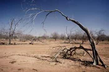 <br />Végétation anéantie dans une région affectée <br />par la sécheresse, sol Dior, Sénégal &copy; FAO, Ch. Errath 