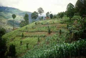 <br />Lutte contre l'érosion grâce à la plantation de rangs d'herbes sur des versants pentus, en Inde. &copy; FAO, G. Blaak  