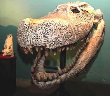 Reconstitution du crâne du <em>Purussaurus</em> réalisée par le MUSM (comparé au grand caïman noir actuel). © François Pujos (IFEA)