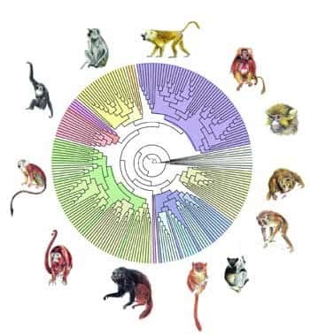 <br />Grâce à PhyML, on a pu reconstruire l'arbre phylogénétique des primates à partir de séquences d'ADN représentant plus de 900 000 paires de bases. Chaque nœud correspond à un ancêtre commun, et la longueur des branches, au temps d'évolution.<br />&copy; F. Chevenet /IRD.