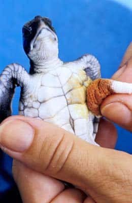  <br />L'une des 26 tortues nées la veille et amenées au centre par un particulier. Elle présente une infection de l'ombilic qui la reliait à son sac vitellin. Elle sera soignée et élevée, comme les autres, jusqu'à ce qu'elle atteigne la taille de 40 centimètres de long.  &copy; Alexis Rosenfeld - Reproduction interdite 