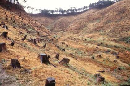 <br />Déforestation illégale &copy; FAO 
