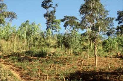 <br />Exemple de déforestation illégale &copy; FAO 