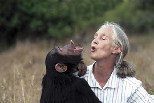 <br />Dr. Jane Goodall avec le chimpanzé orphelin Uruhara<br />Sanctuaire de Sweetwaters, Kenya <br />&copy;  Institut Jane Goodall France -  &copy; Photographe : Michael Neugebauer - Toute reproduction interdite 
