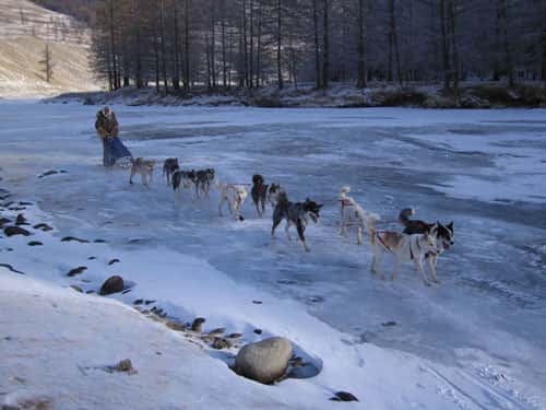 Nicolas et les chiens sur le fleuve gelé - Reproduction interdite &copy; Pierre Michaut 