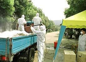 Trois membres d'une même fratrie sont morts de la grippe aviaire à l'est de la Turquie <br />Des analyses sont en cours pour déterminer s'il s'agit du sous-type H5N1 <br />(Crédits : China Internet Information Center)