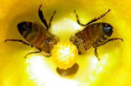 <br />Deux abeilles se délectant d'une fleur de citrouille. Insectes, oiseaux et mammifères pollinisent les deux tiers de nos cultures vivrières.&copy;  Photo: Chris Higgins 