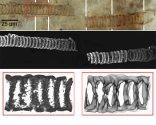 Images d'un fossile de 650 millions d'années, trouvé au Kazakhstan <br />En haut : Image optique du fossile (microscope optique)<br />Au milieu : Image obtenue à l'aide d'un microscope confocal <br />En bas à gauche : Zoom sur une partie de l'image obtenue par le microscope confocal <br />En bas à droite : Image de la chimie de l'échantillon, obtenue à partir des données du spectroscope Raman <br />(Crédits : UCLA)