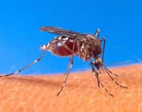 Le moustique vecteur du virus  <br />(Crédits : US Department of Agriculture)