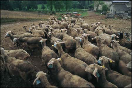 Deux cas de tremblante du mouton ont été détectés en France ce week-end <br />(Crédits : Jeunes Agriculteurs)