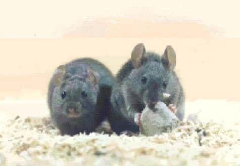 Après des années d'étude approfondie de leur anatomie, les souris réservent encore des surprises aux chercheurs... <br />En effet, elles n'ont pas un, mais deux thymus opérationnels ! <br />(Crédits : LEEC-CNRS U2413)