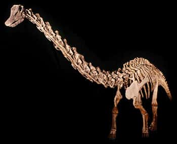 Erketu ellisoni et son long cou viennent de rejoindre la super-famille des sauropodes<br /> (Crédits : www.ucmp.berkeley.edu)