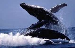 En Norvège, la chasse à la baleine est ouverte<br /> (Crédits : www.chantelavie.com)