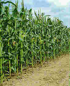 Le brevet de DuPont sur le maïs : un exemple de biopiraterie potentielle