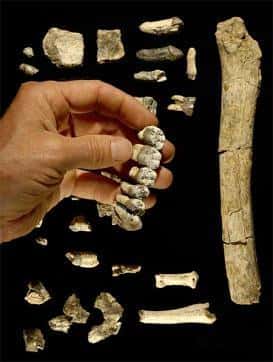 Les os mis au jour comptent un fémur, plusieurs dents, et le plus grand fragment de mâchoire jamais découvert d'un hominidé <br />(Crédits : Tim D. WhiteBrill Atlanta)