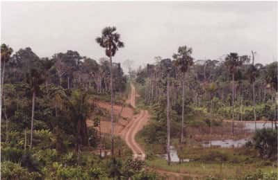 Vendre la forêt amazonienne pour mieux la protéger ?