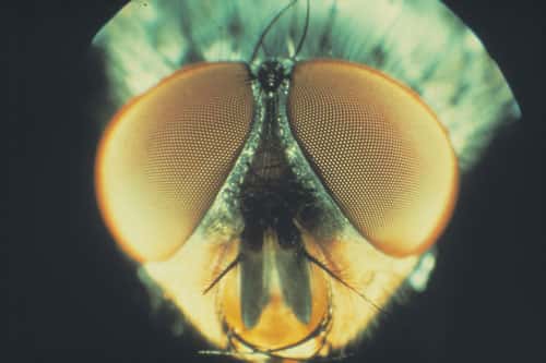 <br />Complètement panoramiques, les yeux à facettes de la mouche permettent à l'insecte de voir en avant, en arrière, en haut et en bas, et de voler ainsi à une vitesse de plusieurs mètres par seconde sans se crasher.<br /> &copy; N. Franceschini/CNRS Photothèque 