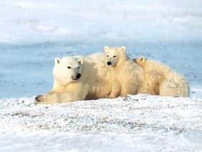 La couverture de glace en Arctique réduit de 8 % par an<br>Les ours polaires sont les premiers menacés par ce changement...<br>(Crédits : www.art-screensavers.com)