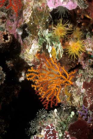 <br />Coraux (gorgone, <em>Acabaria sp.</em>) à 15m de profondeur de nuit. Nouvelle Calédonie. &copy; IRD - Pierre Laboute