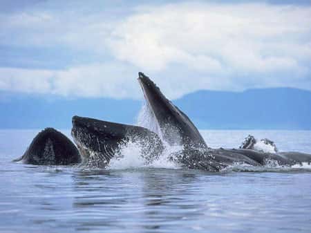 Une firme de négoce a été spécialement créée pour écouler les stocks de viande de baleines utilisées dans le cadre des programmes scientifiques nippons...
