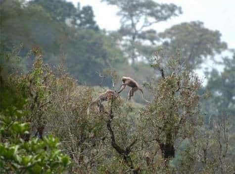 Rungwecebus kipunji dans les forêts de Tanzanie <br />(Crédits : Tim Davenport/The Field Museum)