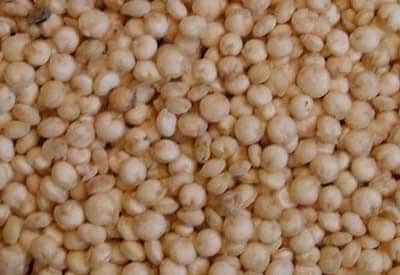 <br />Grains de quinoa, mélange variétal. Sur l'Altiplano, haut plateau situé entre 3600 et 4300 mètres d'altitude, le programme de recherche a développé un réseau expérimental agronomique pour la quinoa, pseudo-céréale qui présente un intérêt croissant pour l'exportation en Europe et en Amérique du Nord comme produit biologique à très haute teneur en protéines. <br />&copy; IRD - Raffaillac, Jean-Pierre 