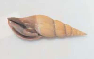 <br />Mollusque gastéropode <em>Volutidae</em> du genre <em>Calliotectum</em><br />(anciennement <em>Teramachia</em>).