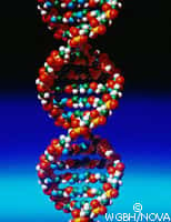 L'ADN, un vrai régal pour les bactéries Escherichia coli !