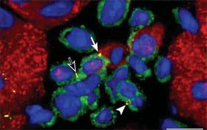 Les coeurs de souris adultes hébergeraient des cellules souches cardiaques, cohabitant dans des "niches" avec des cellules matures <br />(Crédits : PNAS/Annarosa Leri)