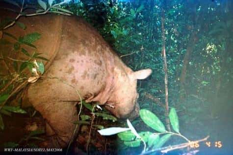 Image du rarissime rhinocéros dit de Sumatra <br />(Crédits : WWF-Malaysia/Sorel 2006)