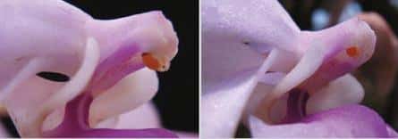 L'appendice achève sa boucle en direction du stigmate (gauche) et dépose le pollen dans la cavité (droite) <br />Voilà, mission accomplie !<br />(Courtesy of LaiQiang Huang Tsinghua University Graduate School at Shenzhen)