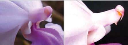 La fleur s'ouvre en vue de la pollinisation (image de gauche ) puis l'anthère ôte son "chapeau" (image de droite)
