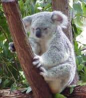 Le KoRV, un rétrovirus qui touche les koalas est en train de passer de la forme infectieuse à la forme endogène