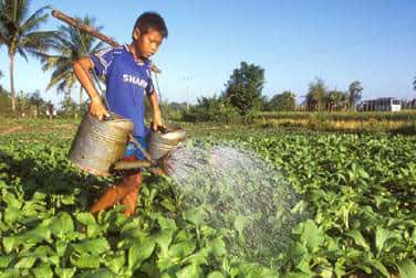  <br />Assurance-santé: un garçon arrose des légumes au Laos<br />&copy; FAO 