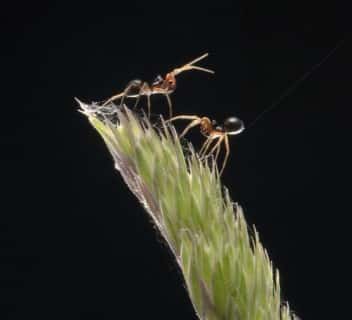 Deux araignées <em>Erigone</em> <br />Celle du bas, avec son abdomen tourné vers le haut et son fil de soie déployé, n'attend plus qu'une bourrasque pour prendre son envol !<br />(Crédits : Rothamsted Research)