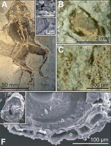 De la moelle osseuse (images B, C, et en vue rapprochée sur l'image D) a pu être extraite des restes fossilisés d'une grenouille <em>Rana pueyoi </em> (A) <br />Cette espèce vivait il y a 10 millions d'années  <br />(Crédits : M.E. McNamara/Geology)